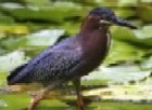 graeme hall bird