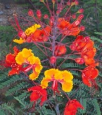 pride of Barbados