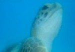 ocean park turtle